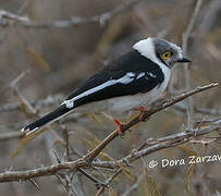 White-crested Helmetshrike