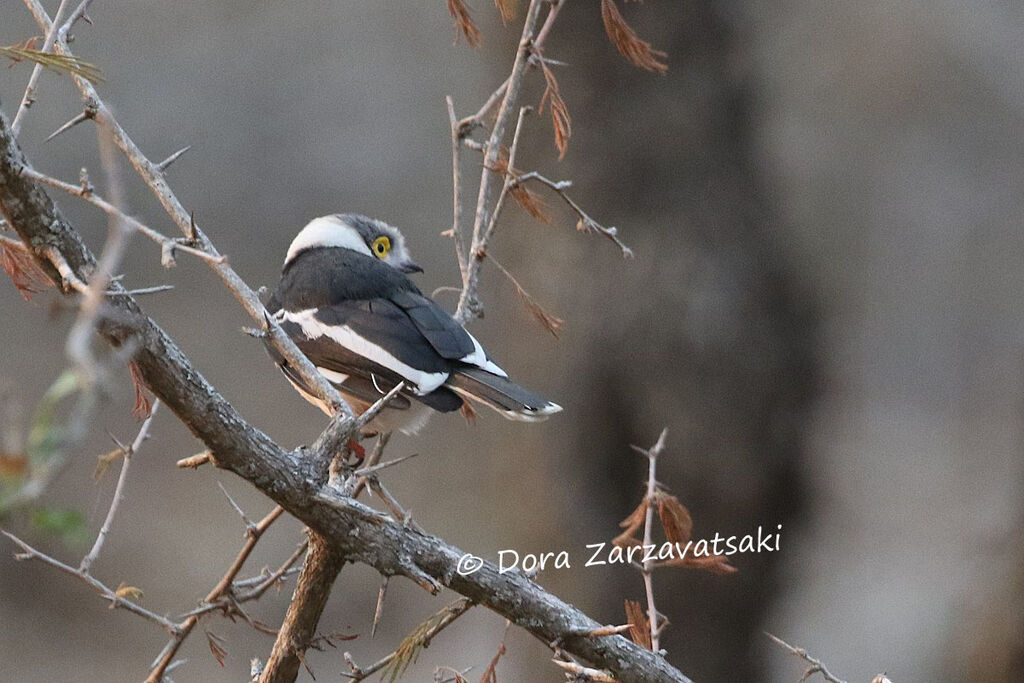 White-crested Helmetshrikeadult