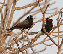 Retz's Helmetshrike