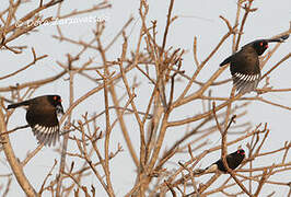 Retz's Helmetshrike