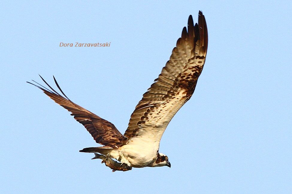 Western Osprey