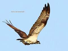 Western Osprey