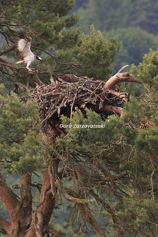 Western Osprey