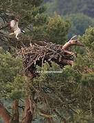 Western Osprey