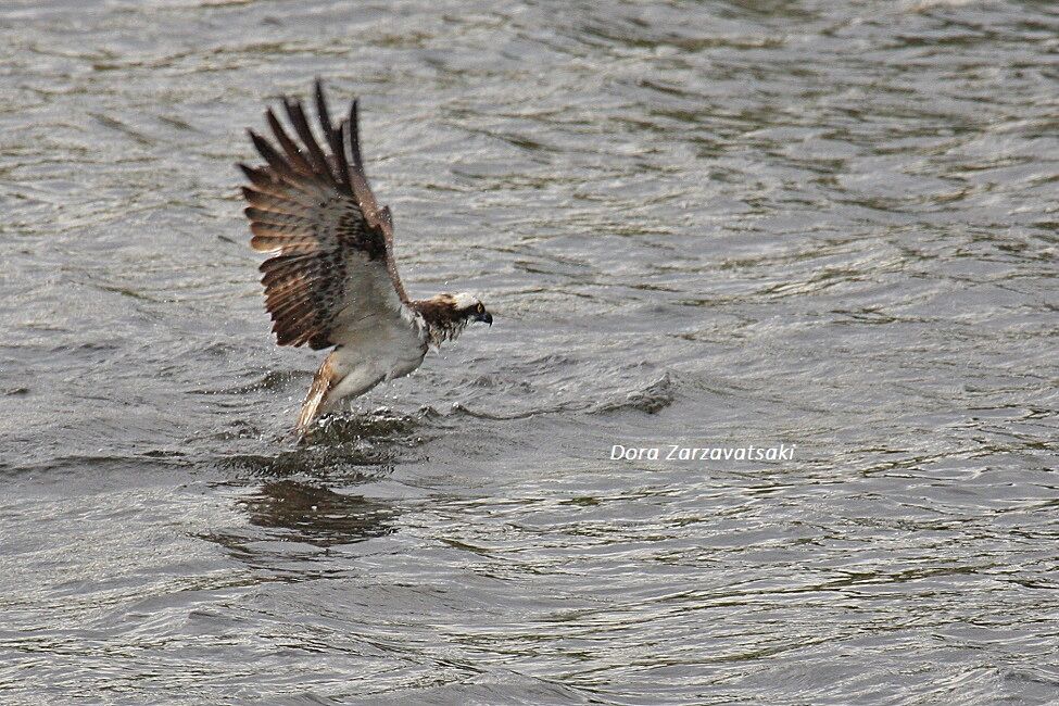 Western Osprey