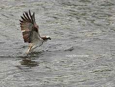 Western Osprey