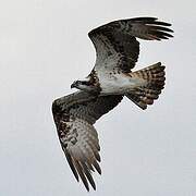 Western Osprey