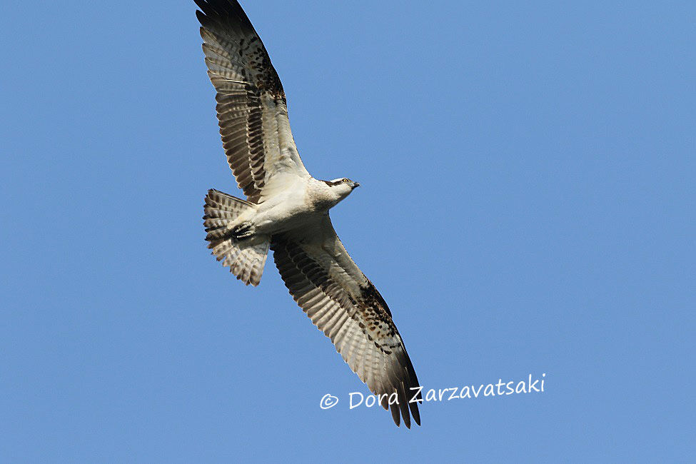 Western Osprey