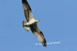 Western Osprey