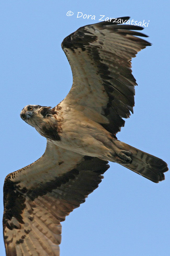 Western Osprey