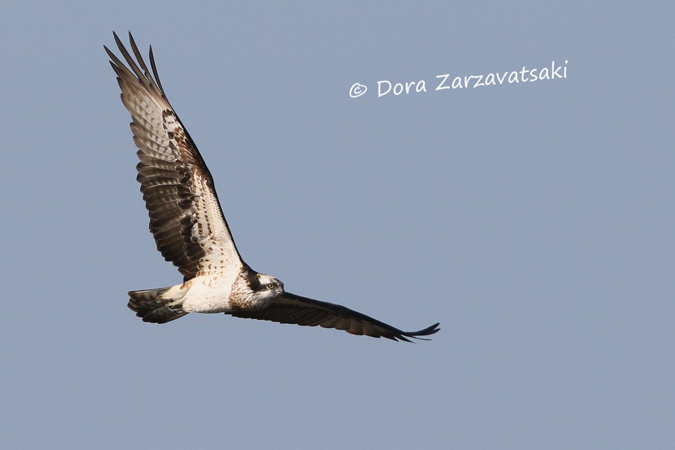 Western Osprey