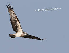 Western Osprey