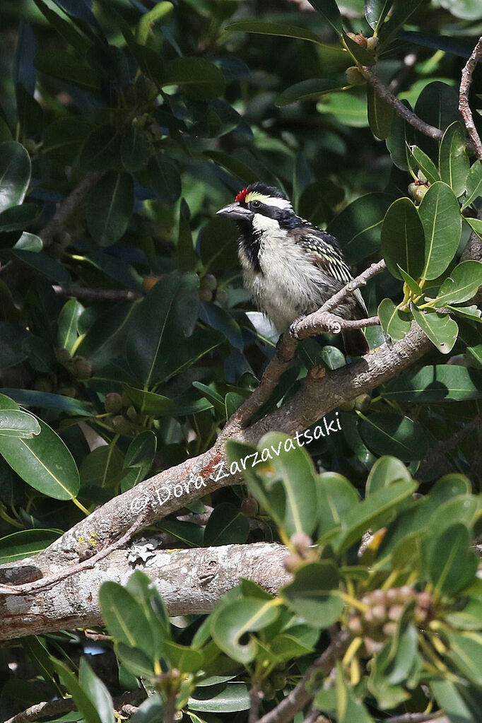 Acacia Pied Barbetadult