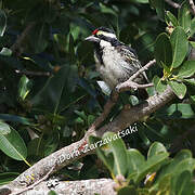 Acacia Pied Barbet