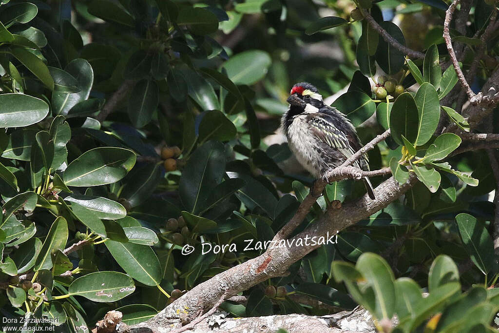 Acacia Pied Barbetadult, habitat, pigmentation