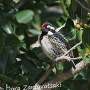 Acacia Pied Barbet