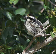 Acacia Pied Barbet