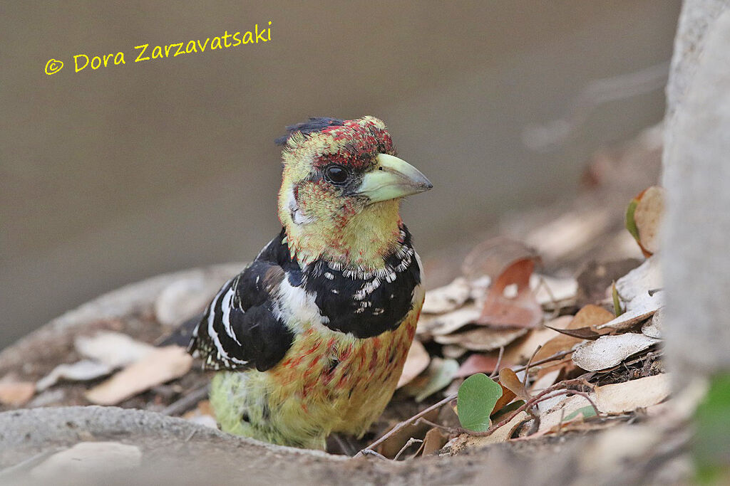 Crested Barbetadult, walking