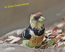 Crested Barbet