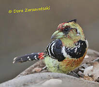 Crested Barbet