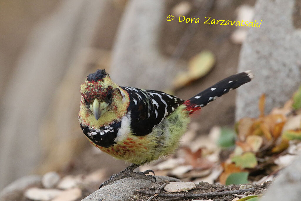 Crested Barbetadult, walking