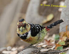 Crested Barbet