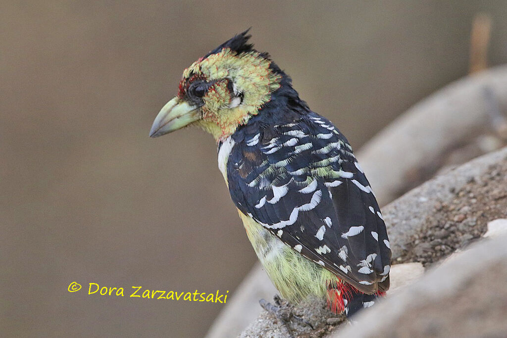 Crested Barbetadult