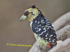 Crested Barbet