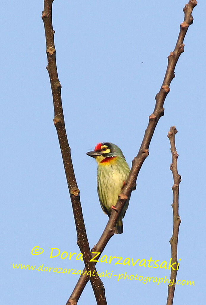 Barbu à plastron rouge mâle adulte, identification