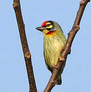 Coppersmith Barbet