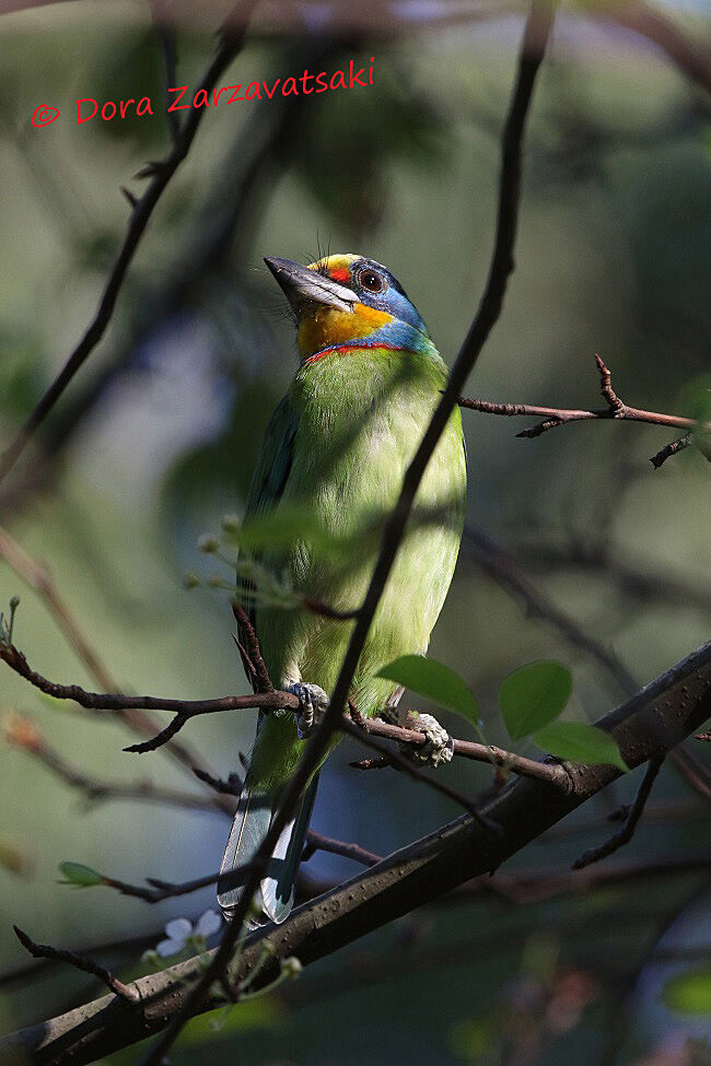 Taiwan Barbetadult, identification