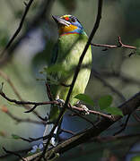 Taiwan Barbet