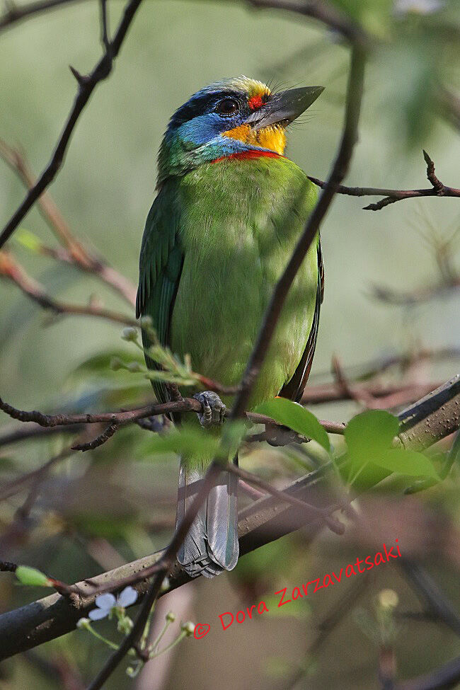 Taiwan Barbetadult, identification