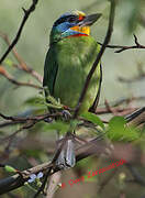 Taiwan Barbet