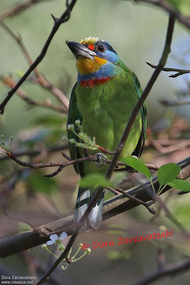 Taiwan Barbetadult, close-up portrait, eats