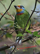 Taiwan Barbet