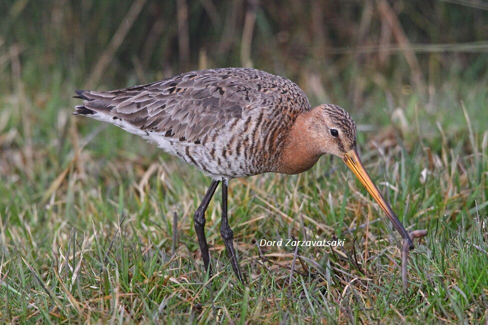 Black-tailed Godwit