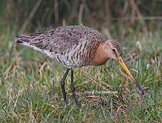 Black-tailed Godwit