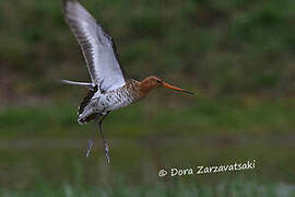 Black-tailed Godwit