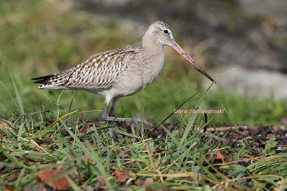 Bar-tailed GodwitFirst year, walking