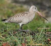 Bar-tailed Godwit