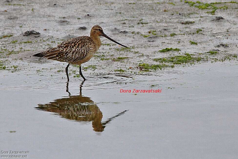 Bar-tailed Godwit female adult breeding, identification