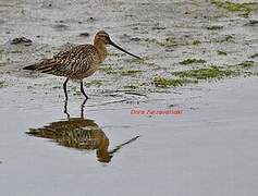 Bar-tailed Godwit