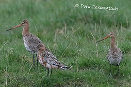 Bar-tailed Godwit