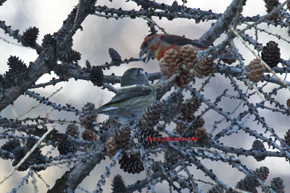 Red Crossbill