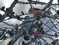 Red Crossbill