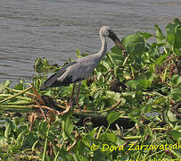 Asian Openbill