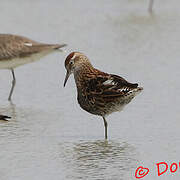 Sharp-tailed Sandpiper