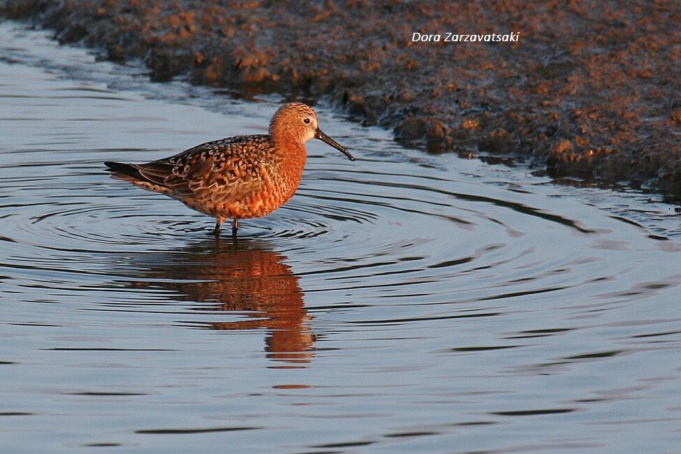 Curlew Sandpiperadult breeding