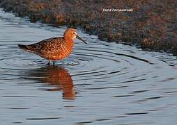 Curlew Sandpiper